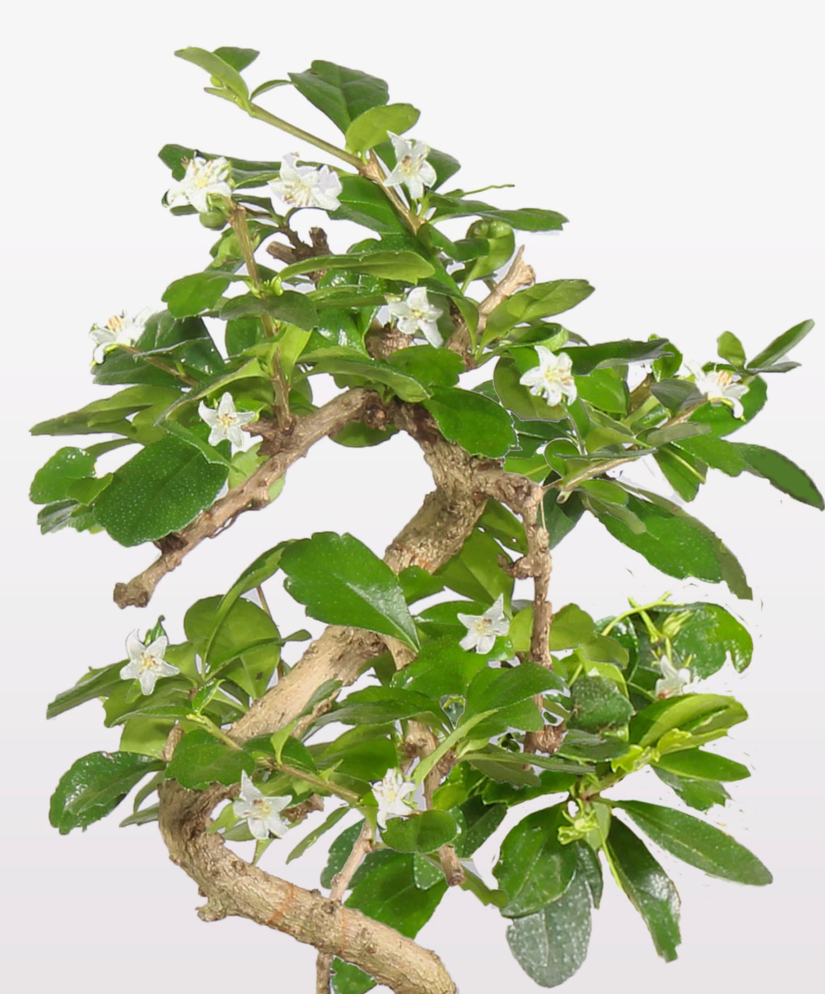 A beautifully twisted bonsai tree showcasing delicate white flowers among lush green leaves.