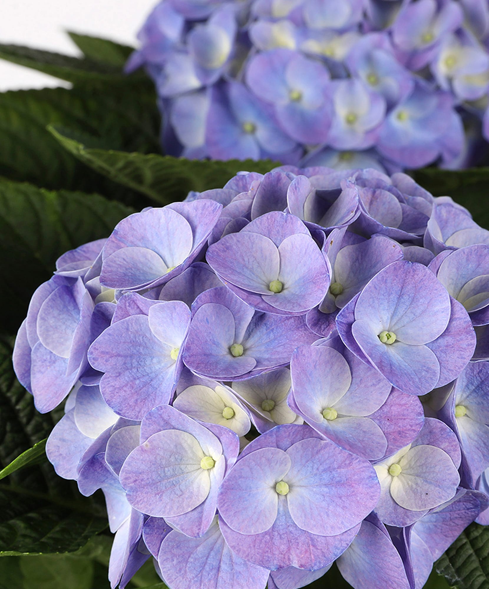 Vibrant purple hydrangea blooms with delicate petals, perfect for floral arrangements.