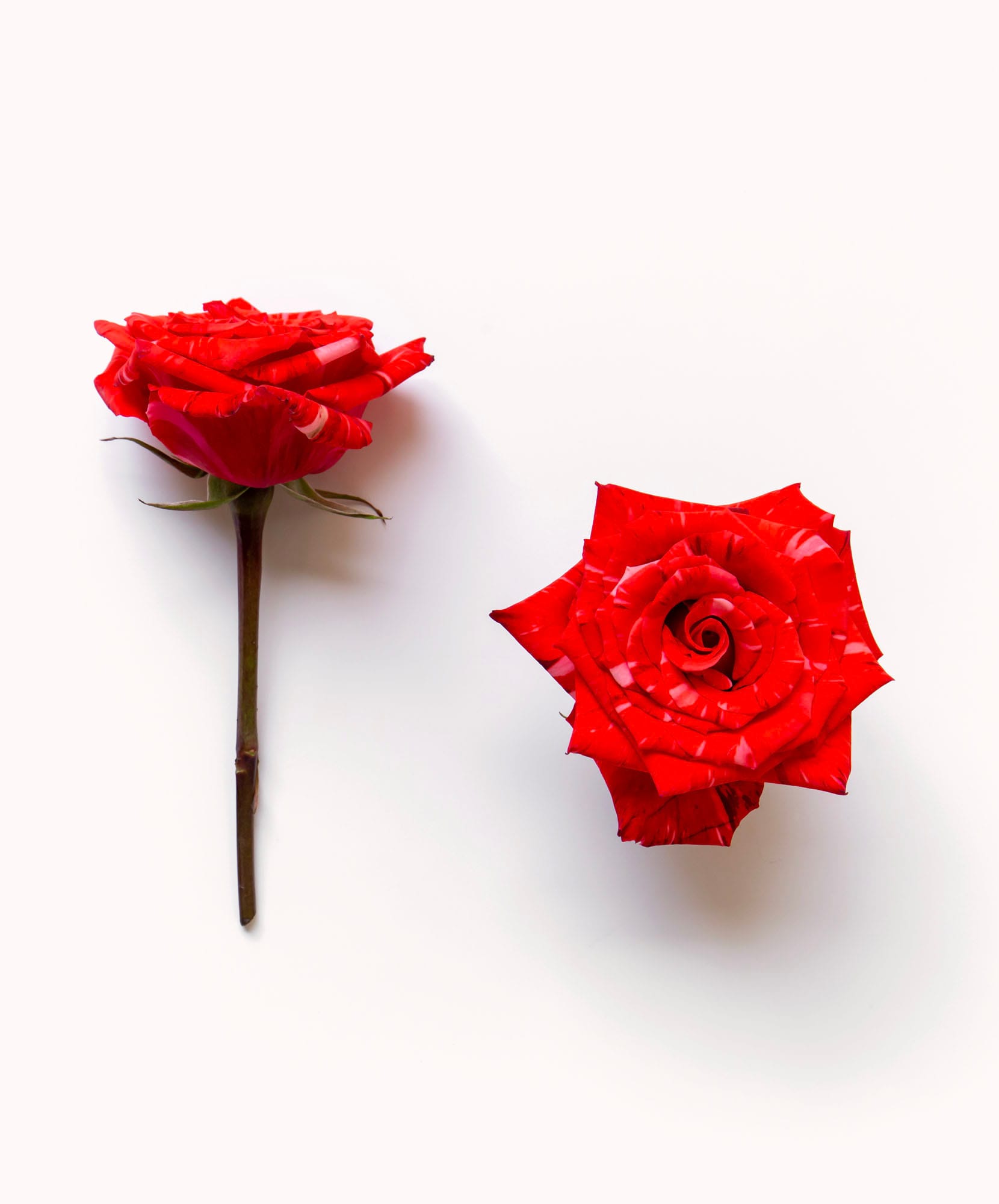 Two beautifully crafted red roses, one with a delicate spiral center, against a soft backdrop.